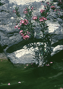 LEICA M3, SUMMICRON 2/50